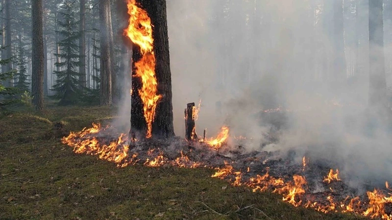 Лесные пожары осенью