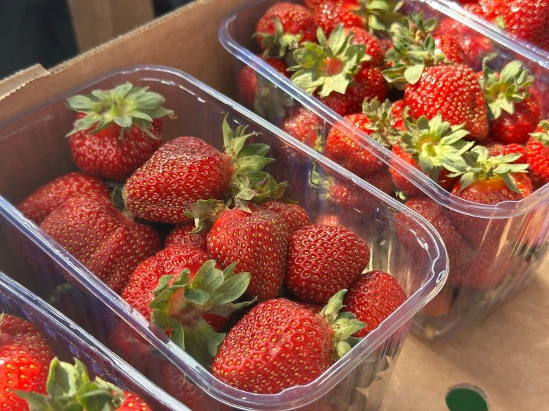 На Сахалине начали сбор раннего урожая овощей и ягод