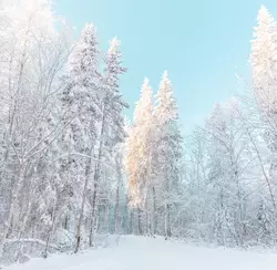 Прогноз погоды по территории Сахалинской области на 5 декабря 2024 года