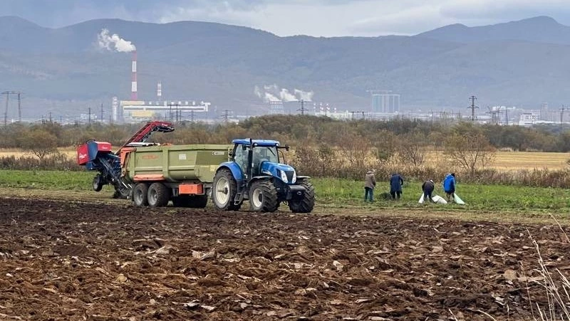 В Сахалинской области в разгаре сбор овощей «борщевого набора»