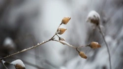 Серия циклонов испортит погоду в Сахалинской области на предстоящей неделе 