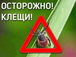 Осторожно, клещ!