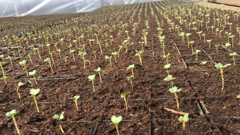 Сахалинские аграрии готовятся к весенним полевым работам