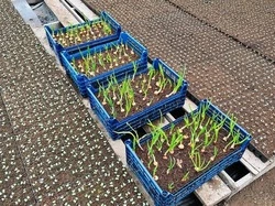 На Сахалине набирает обороты малая посевная