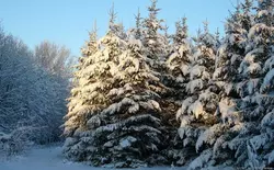 Береги ель с молоду!