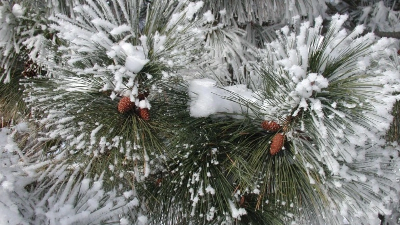 Церковный праздник 15 декабря 2023: что строго нельзя в этот день, приметы