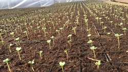 Сахалинские аграрии готовятся к весенним полевым работам