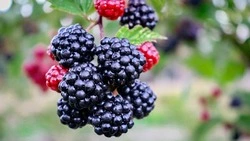 Как правильно мыть ягоды: лайфхак  