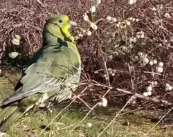Краснокнижный зеленый голубь залетел на дачный участок на юге Сахалина
