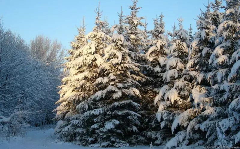 Береги ель с молоду!