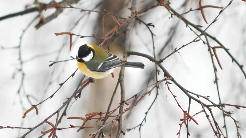21 марта 2024 года: какой сегодня праздник  