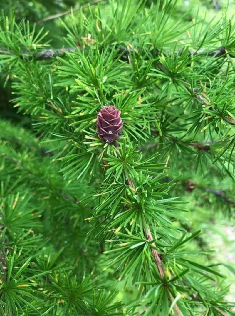 Свыше 930 гектаров леса высадили с начала года в Сахалинской области