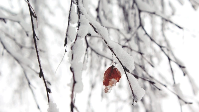 Народные приметы 9 марта 2024 — что нельзя делать в этот день 