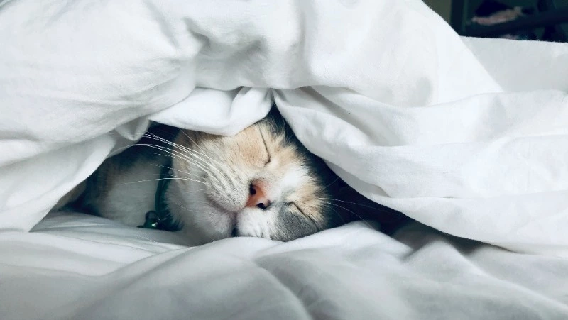 15 марта 2024 года: какой сегодня праздник