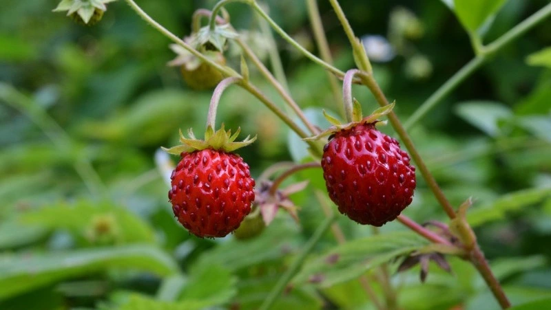 Народные приметы на 9 июля 2024: что можно и нельзя делать в день Давида Земляничника