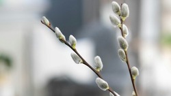 Вербное воскресенье 2024: история, традиции, когда отмечают  