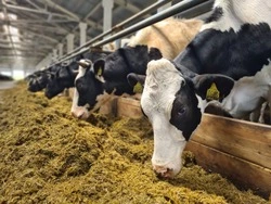 Сахалинские сельхозтоваропроизводители получили более 3 млрд рублей господдержки