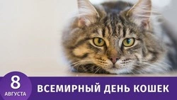 Всемирный день кошек 2024: красивые картинки к празднику 