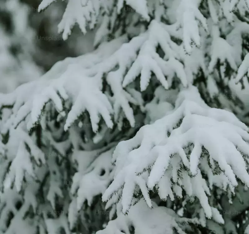 Прогноз погоды по территории Сахалинской области на день 16 января 2025 года