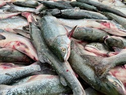 Увеличение квоты на бесплатный лов горбуши до 5 хвостов