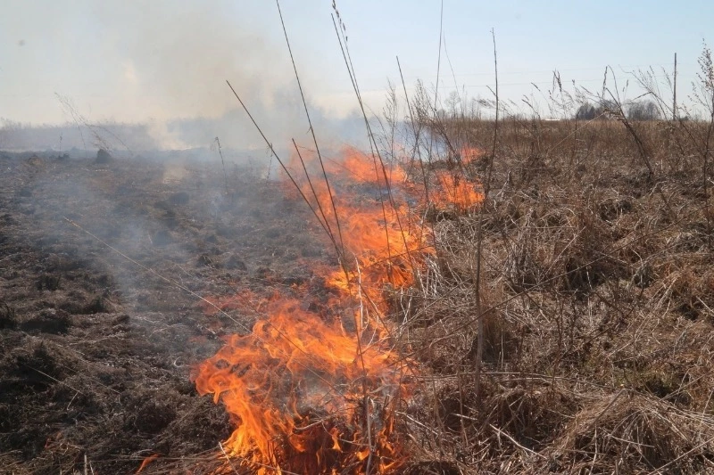 Пал сухой травы