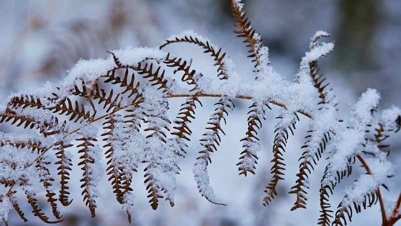 Небольшой снег и плюсовые температуры: погода в Сахалинской области 13 февраля  