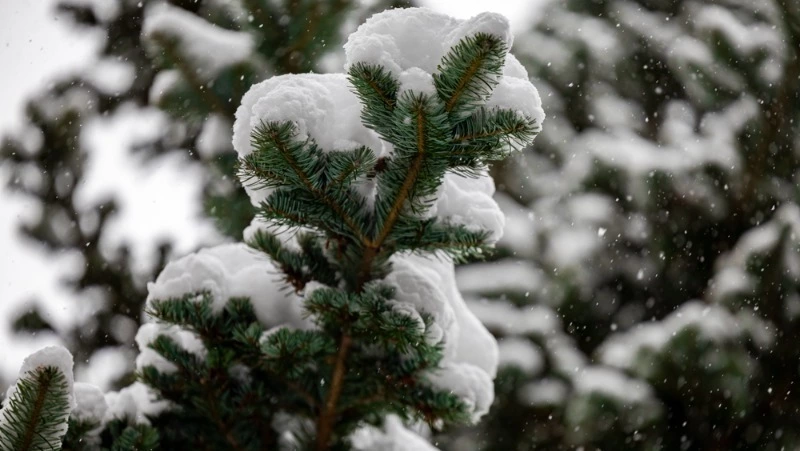 Прогноз погоды по территории Сахалинской области на день 9 января 2025 года