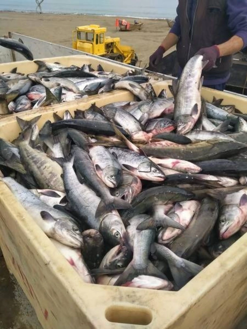 Более 420 тонн свежевыловленной рыбы по социальной цене реализовали в области 