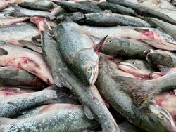 Увеличение квоты на бесплатный лов горбуши до 5 хвостов