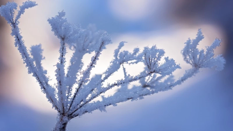 Погода в Сахалинской области 21 февраля: умеренный снег и до -20 градусов днем