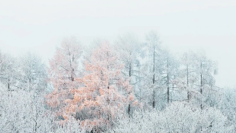 Тридцатиградусные морозы придут в Сахалинскую область 22 декабря 