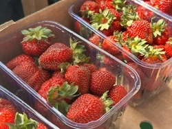 На Сахалине начали сбор раннего урожая овощей и ягод