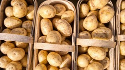 Когда сажать картофель в 2024 году: благоприятные дни по лунному календарю 