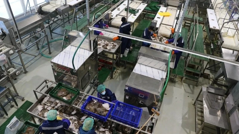 В селе Неводское  на полную ленту  заработал  рыбоперерабатывающий завод 