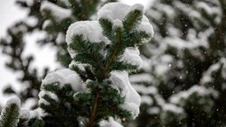 Прогноз погоды по территории Сахалинской области на день 9 января 2025 года