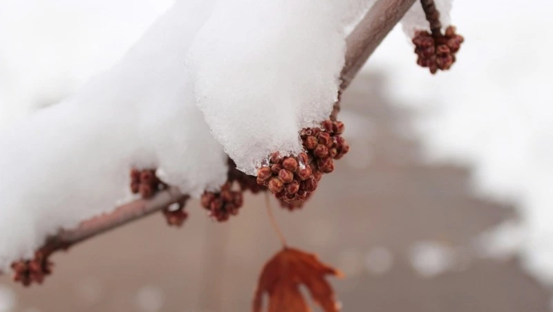 Прогноз погоды в Сахалинской области на 20 марта: местами снег и до -12 ночью  