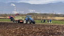В Сахалинской области в разгаре сбор овощей «борщевого набора»