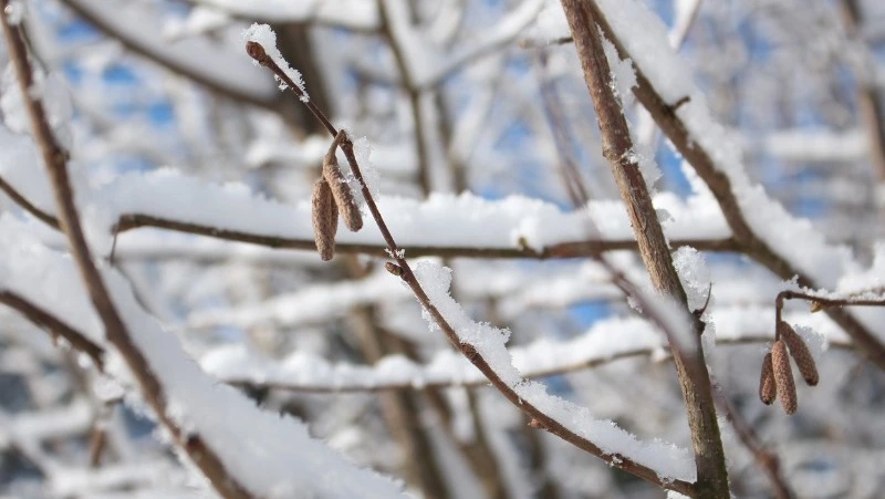 Снег и -34 градуса: прогноз погоды в Сахалинской области на 16 февраля        