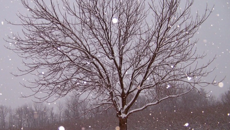 Прогноз погоды на Сахалине и Курилах на 7 декабря