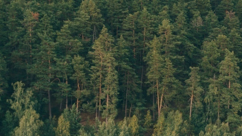 В сахалинских лесах высадят 180 тысяч молодых елей в 2025 году