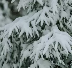 Прогноз погоды по территории Сахалинской области на день 16 января 2025 года