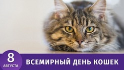 Всемирный день кошек 2024: красивые картинки к празднику 